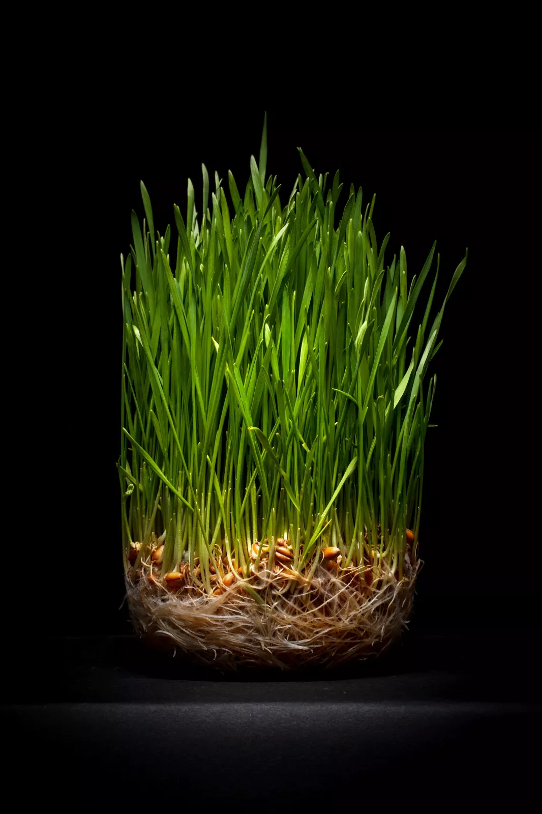 Cat Grass 100 Seeds choose: | Rye Oat Barley Wheat Blend seeds | - $9.00