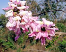 10 Pc Seeds Forest Lilac Flower Plant, Gliricidia sepium Seeds for Planting | RK - £15.10 GBP