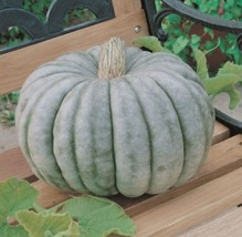 Grow In US 10 Heirloom Jarrahdale Pumpkin seeds Beautiful Blue Grown in  - £8.17 GBP