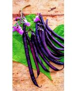 Organic Heirloom Purple Coronet Southern Pea (Cowpea) Seeds - $4.95