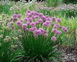 100 Seeds Prairie Onion Seeds Native Wildflower Herb Drought Rock Garden... - $8.99