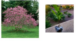 6-12&quot; Tall Live Plant - Ann Magnolia Tree/Shrub - 2.5&quot; Pot - Potted Seedling - £54.28 GBP