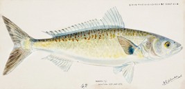 14545.Decor Poster.Room art.Marine life vintage drawing.Seafood yellow fish - £12.98 GBP+