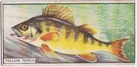 Cowan Co Toronto Card Yellow Perch Canadian Fish - £7.78 GBP