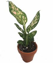 4&quot; Pot Wishes Chinese Evergreen Plant - Aglaonema - Low Light - living room - £52.10 GBP