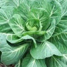 Collards Georgia Southern Brassica Oleracea Open Pollinated Cool Weather Vegetab - £10.32 GBP