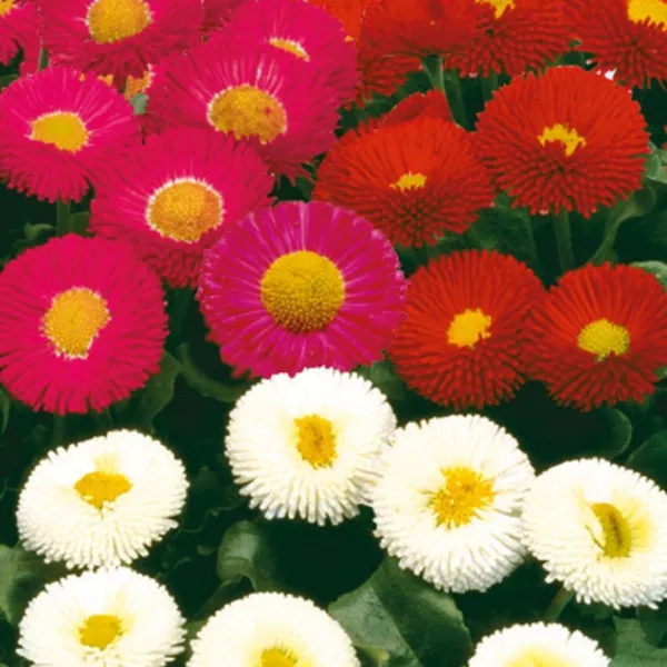 Bellis Seeds Bellis Galaxy Mix 50 Pelleted Seeds Perennial Seeds Fresh Garden - £10.09 GBP