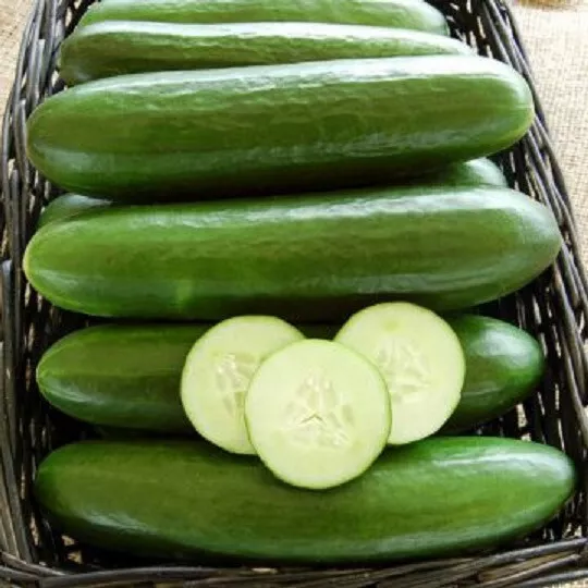 25 Seeds Tyria Cucumbers Edible Canning Pickling Fresh Usa Seller - £8.63 GBP