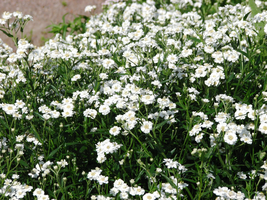 BPA 150 Seeds Pearl Yarrow White Double Achillea Ptarmica Herb FlowerFrom USA - £7.76 GBP