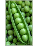 Peas seeds, code 828 - $91.84 MXN Peas seeds, code 828 - $91.84 MXN