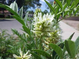 Bloomys American Licorice Glycyrrhiza Lepidota Organic 40 Seeds - £8.47 GBP