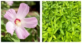 Hibiscus moschetos | Starter Plant Plug | Swamp Rose Mallow | Hardy Hibi... - £25.63 GBP