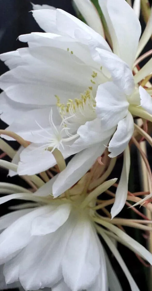 Epiphyllum Oxypetalum Queen of the Night Blooming Cereus Cactus Succulen... - $29.00