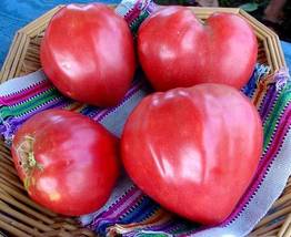 Oxheart Tomato Seeds, Giant Tomato, Huge, NON-GMO,60 Seeds - £8.01 GBP