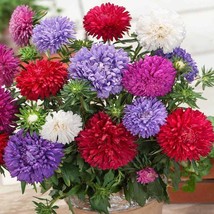 Aster Seeds Aster Callistephus Tall Double Paeony Duchess Mix 1000 Seeds Fresh S - £13.31 GBP