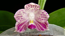 Phalaenopsis Javanica Orchid Potted - £39.02 GBP
