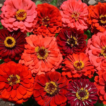 Zinnia &#39;Berry Tart&#39; Mix 25 Seeds Garden Usa Shipping - £5.98 GBP