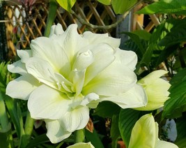 2 Amaryllis Vittata Bulbs Fw95210-37 Gardening USA SELLER - £31.57 GBP