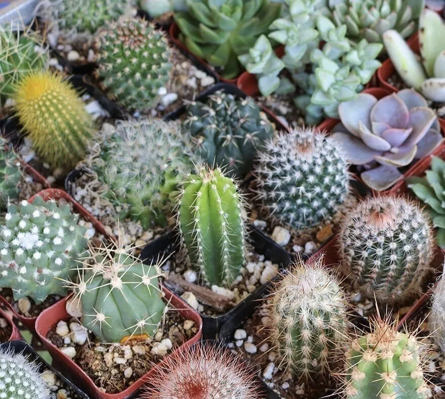 25+ Mixed Cactus seeds, mix succulent seeds - €2,95 EUR