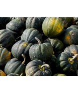 PSA Table King Acorn 10 200 Seeds Winter Squash Bush Sweet Fast Grow - $227.37 MXN