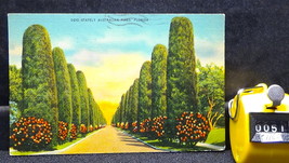 STD Vintage Stately Austrailian Pines Florida Posted 1941 Linen - £0.85 GBP