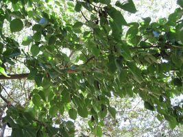 Live Plant Mulberry Tree &#39;Dwarf Everbearing&#39; Morus nigra live plant edible fruit - £26.71 GBP