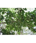 Live Plant Mulberry Tree &#39;Dwarf Everbearing&#39; Morus nigra live plant edib... - £26.70 GBP