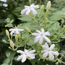 HSeeds 15+ Seeds Indian Jui Jasmine House Plant  Garden Flowers - £5.36 GBP