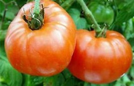 20 Pcs Siletz Tomato Seeds #MNHG - £9.99 GBP