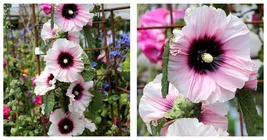 100 seeds Hollyhock Alcea rosea Halo Candy Flower Garden - £33.66 GBP