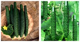 240 Seeds &#39;Jinyan No.4&#39; Thorny Cucumber Seed Marvels Fresh Seeds - £19.60 GBP