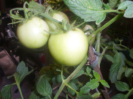 Organic Snow White Cherry Tomato Vegetable 50 Seeds #SFB11 - £15.95 GBP