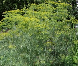 Dill Long Island Mammoth 100 Fresh Fragrant Aroma Healthy Gre Bulk Seeds - $165.18 MXN