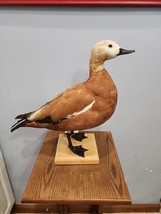 J192 Ruddy Shelduck Duck (Tadorna Ferruginea) Mount Taxidermy - $242.55