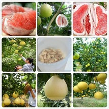 Fu Jian Big Sweet Red Grapefruit 12 Seeds Garden Beautiful - $5.22