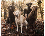 NEW Labrador Retriever Dogs Superweight Plush Raschel Throw Blanket 50 x... - £8.24 GBP