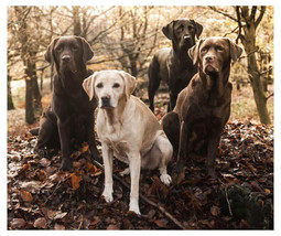 NEW Labrador Retriever Dogs Superweight Plush Raschel Throw Blanket 50 x 60 in. - £8.42 GBP