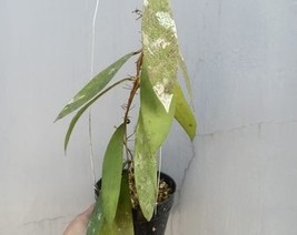 Wholesale Hoya Dahlia Green Leaves  - £43.80 GBP
