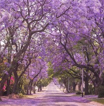 New Fresh Seeds Jacaranda Purple Tree Lavender Blue Flower Tropical Plant Tree - £7.98 GBP