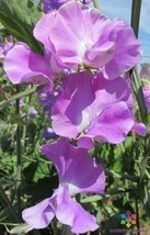 PPA 50+ Jacqueline Ann Sweet Pea Seeds For Garden Planting - USA  - £5.78 GBP