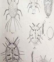 Cottony Cushion Scale Insect Drawings Victorian 1887 Art Print Entomolog... - $24.99