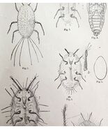 Cottony Cushion Scale Insect Drawings Victorian 1887 Art Print Entomolog... - $35.02 CAD