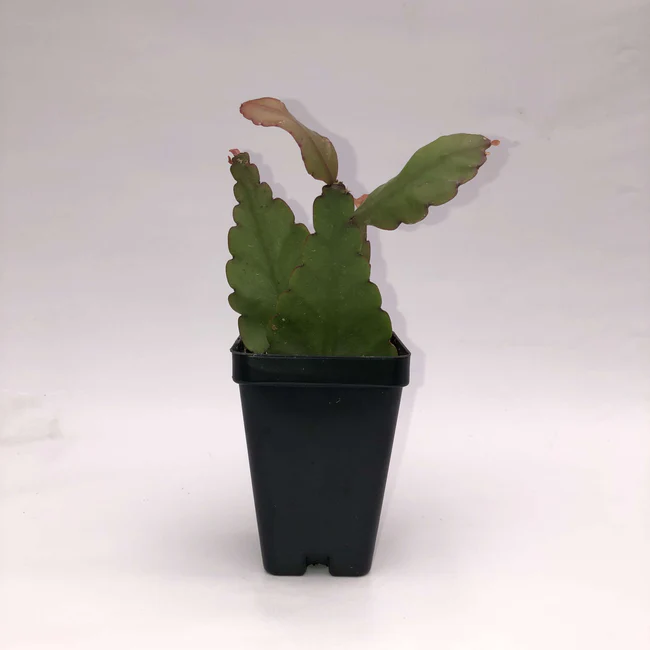 LWS Rhipsalis Elliptica 3 inch Fast Shipping - $32.50