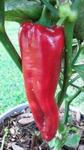 50 Seeds Giant Marconi Rosso Pepper  Sweet  Open Pollinated Prolific - $5.50