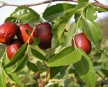 20 Asian Date Jujube Ziziphus Spinosa Common Chinese Tsao Fruit Tree Seeds - $5.99