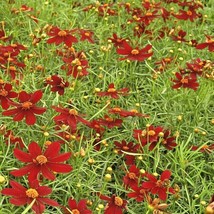 2001 Dwarf Red Plains Coreopsis Seeds Drought Heat Pollinators Native Wildflower - £9.38 GBP