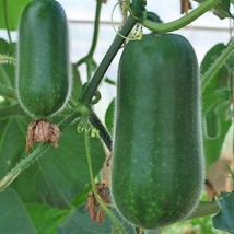 Organic Hairy Skin Gourd Seeds Fuzzy Wax Gourd Hairy Winter Melon Mokwa ... - $2.45+