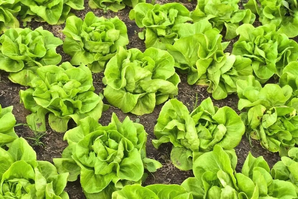 Semilir 600 Bib Buttercrunch Lettuce Seeds Organic Vegetable Vegetable S... - $19.56