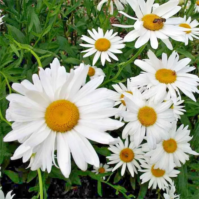 500 SHASTA DAISY Seeds Native Flower Garden - $4.59