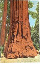 The President Tree, Sequoia National Park, California, vintage postcard - £9.37 GBP